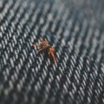 Bedbug Extermination
