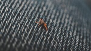 Bedbug Extermination