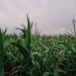 organic agricultural supplies
