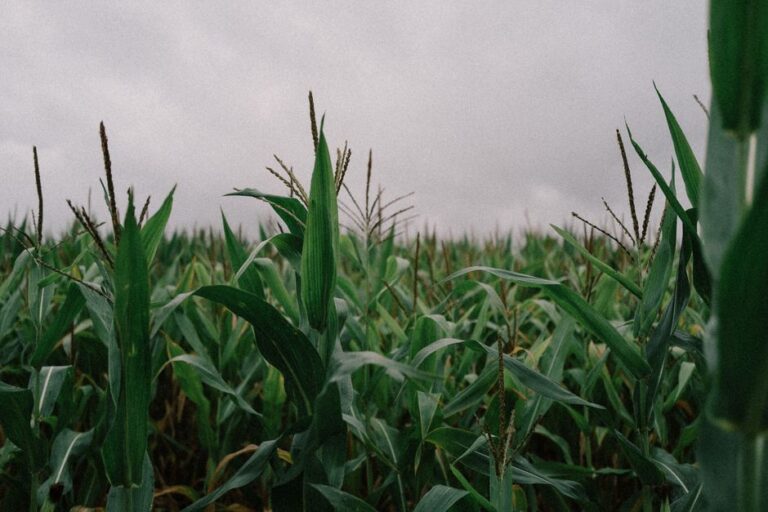 organic agricultural supplies