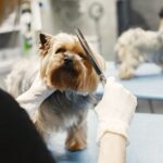peluquería canina cerca