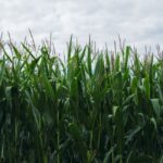 crop insurance