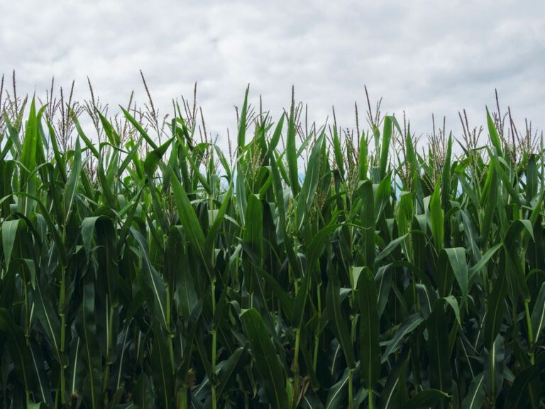 crop insurance