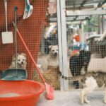 犬の保育園