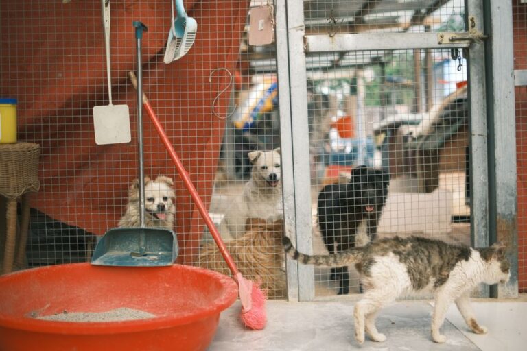 犬の保育園